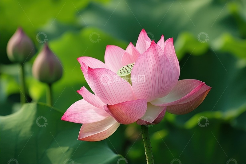 高清大图下载【趣麦麦图】盛开的粉色荷花花朵