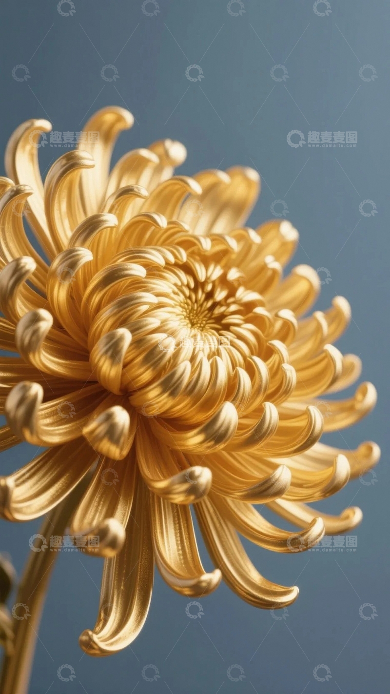 高清大图下载【趣麦麦图】黄金菊花作品01