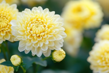 盛开的黄色菊花