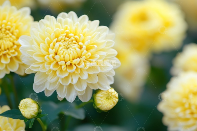 高清大图下载【趣麦麦图】盛开的黄色菊花