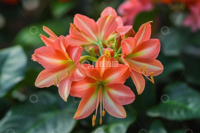 高清大图下载【趣麦麦图】盛开的鲜艳花朵