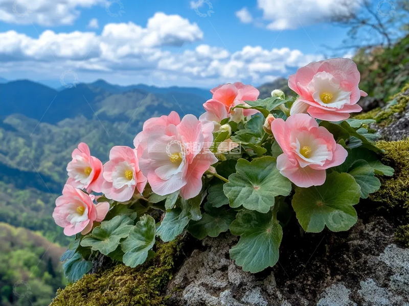 高清大图下载【趣麦麦图】山上的秋海棠