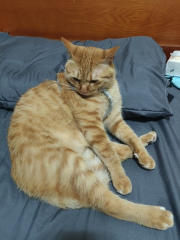 宠物猫咪慵懒近景打盹姿势图