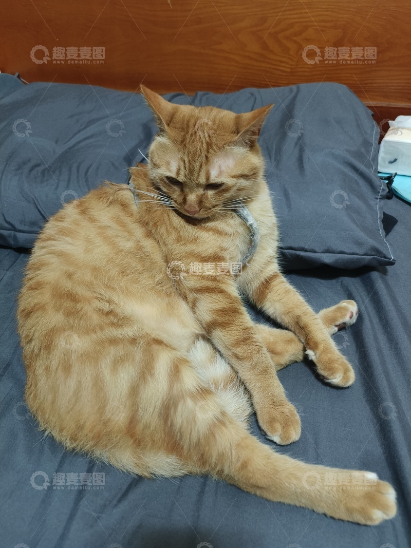 高清大图下载【趣麦麦图】宠物猫咪慵懒近景打盹姿势图