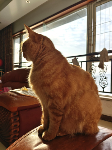 宠物猫咪逆光唯美光线毛发图片