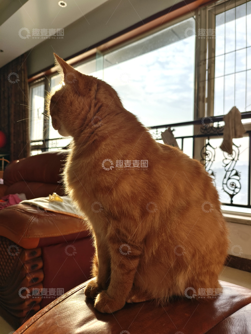 高清大图下载【趣麦麦图】宠物猫咪逆光唯美光线毛发图片