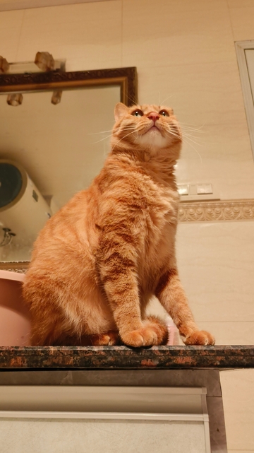 可爱萌宠猫咪橘猫仰望视角图片