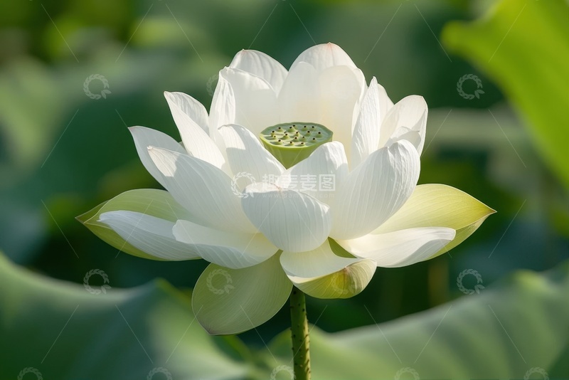 高清大图下载【趣麦麦图】盛开的白色莲花花朵