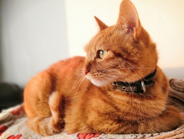 可爱萌宠猫咪橘猫侧面晒太阳视角图片