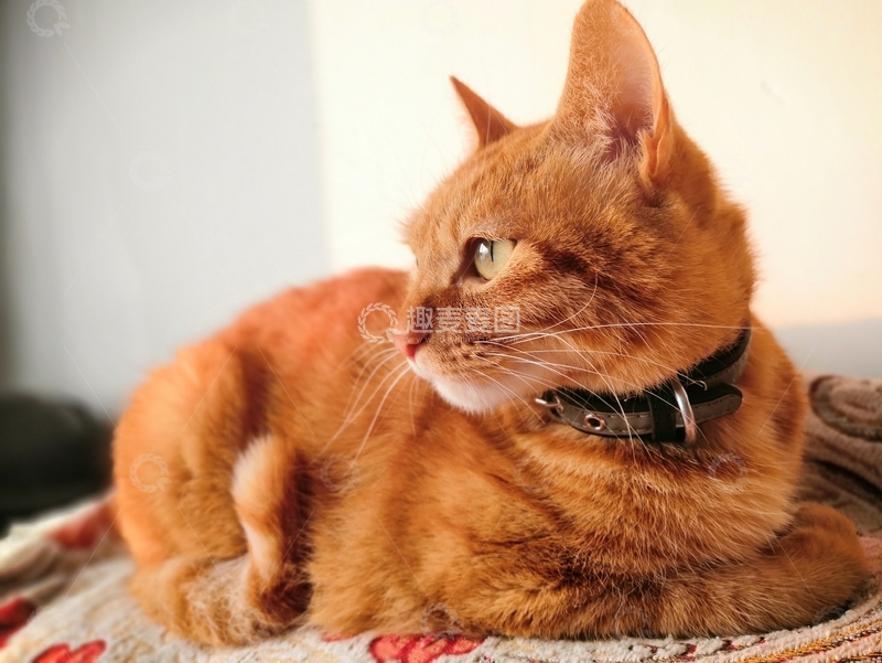 高清大图下载【趣麦麦图】可爱萌宠猫咪橘猫侧面晒太阳视角图片