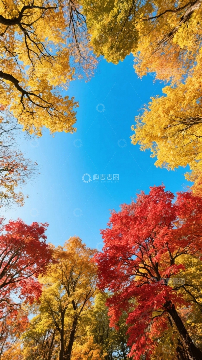 高清大图下载【趣麦麦图】仰视秋天的枫树林02
