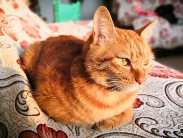 可爱猫咪橘猫宠物母鸡趴晒太阳