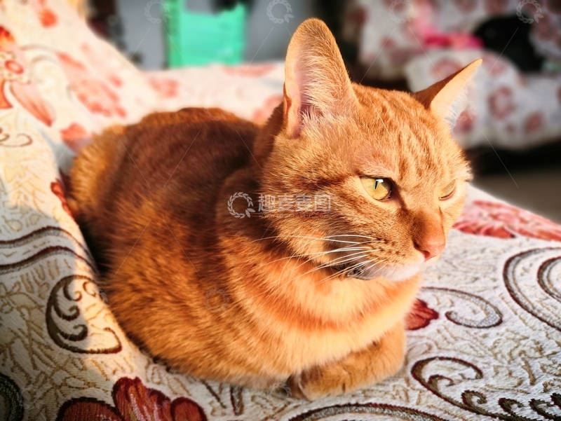 高清大图下载【趣麦麦图】可爱猫咪橘猫宠物母鸡趴晒太阳