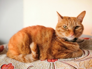 可爱萌宠猫咪橘猫平视视角图片