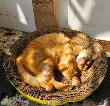 可爱猫咪橘猫宠物猫窝晒太阳