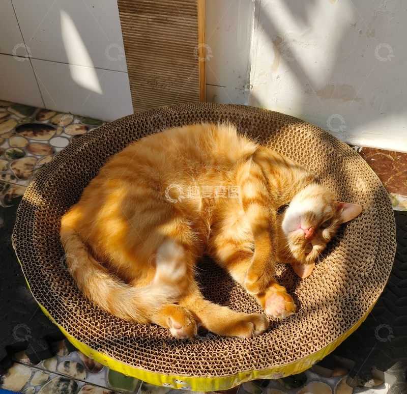 高清大图下载【趣麦麦图】可爱猫咪橘猫宠物猫窝晒太阳