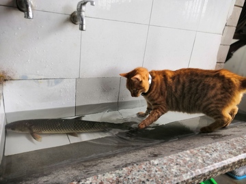 猫咪抓大鱼可爱萌宠休闲玩耍图片