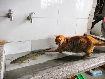 猫咪抓鱼可爱萌宠休闲玩耍图片