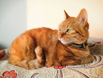 可爱萌宠猫咪橘猫侧面沉思视角图片