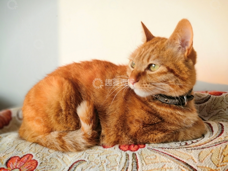 高清大图下载【趣麦麦图】可爱萌宠猫咪橘猫侧面沉思视角图片