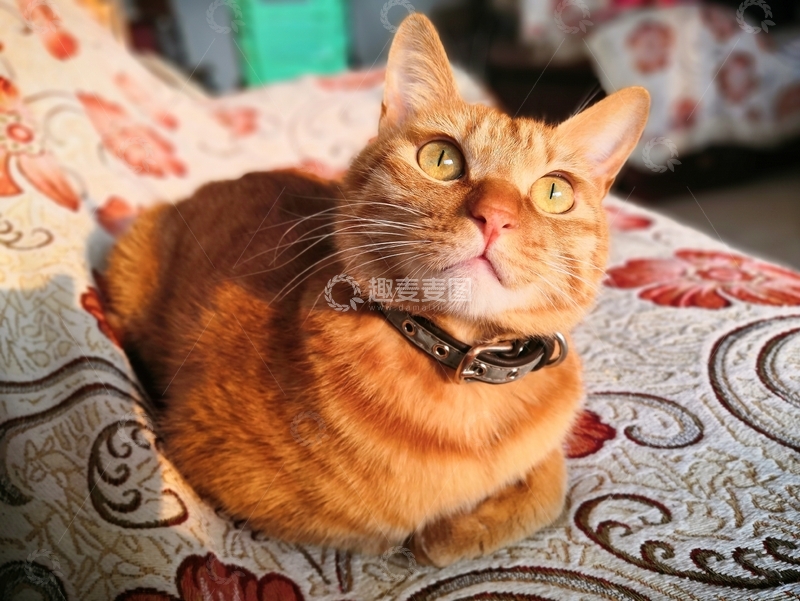 可爱萌宠猫咪橘猫问号仰望视角图片