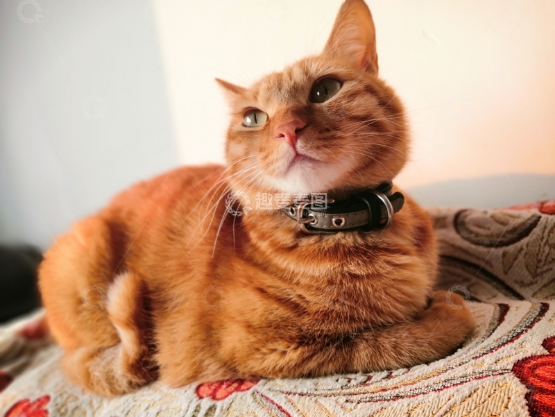 高清大图下载【趣麦麦图】-可爱萌宠猫咪橘猫侧面仰望视角图片
