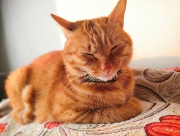 可爱萌宠猫咪橘猫闭眼瞌睡打盹视角图片