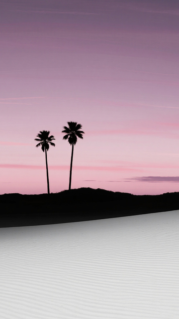 沙丘棕榈粉紫黄昏剪影1
