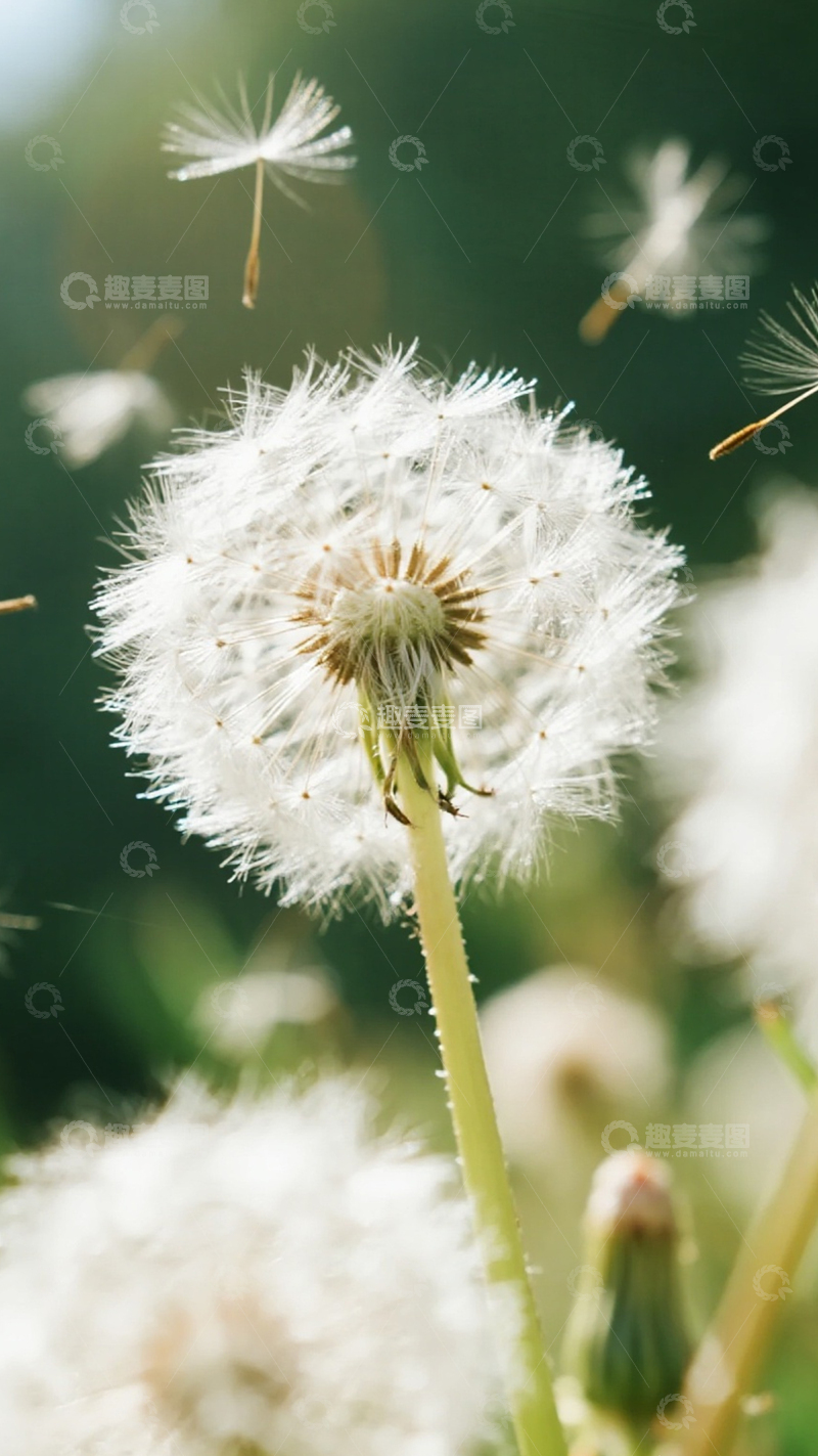 高清大图下载【趣麦麦图】蒲公英飘散轻盈治愈风景1