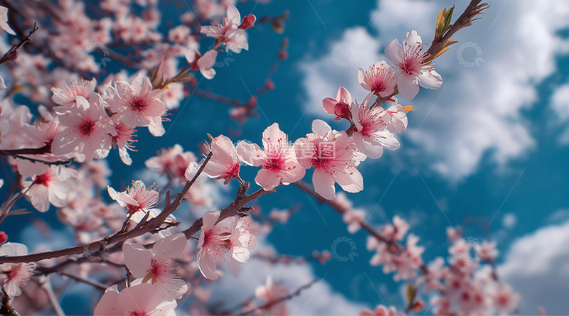 高清大图下载【趣麦麦图】桃花蓝天摄影图