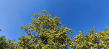 蓝天银荆浪漫花朵树叶夏季日系