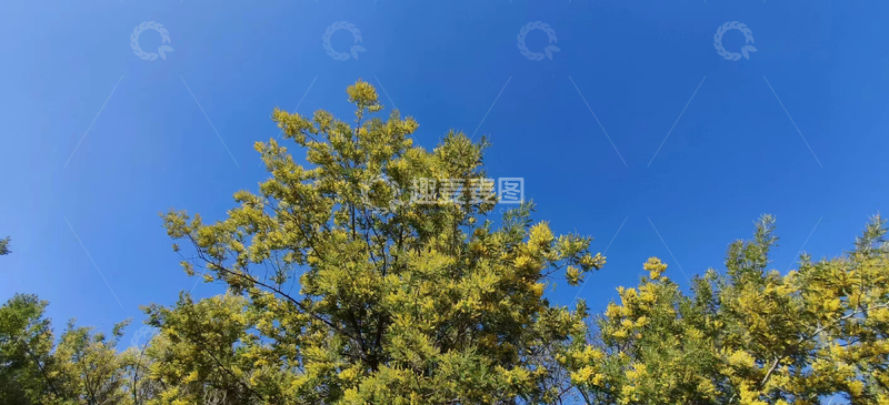 高清大图下载【趣麦麦图】蓝天银荆浪漫花朵树叶夏季日系