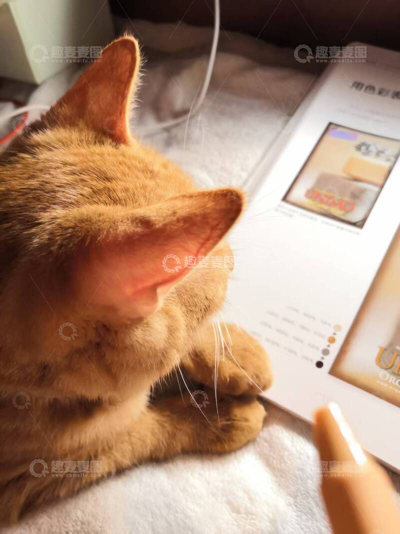 高清大图下载【趣麦麦图】可爱宠物猫咪灯光下学习读书