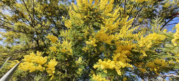 满屏黄花银荆树近景特写清新图片