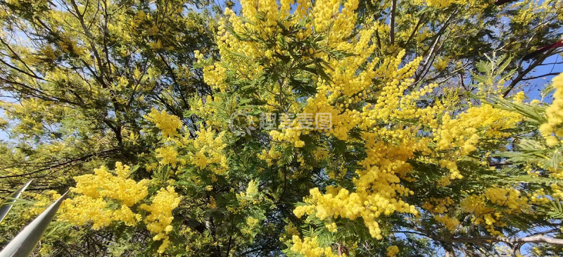 高清大图下载【趣麦麦图】满屏黄花银荆树近景特写清新图片