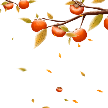 霜降节气柿子水果果实树枝树叶落叶