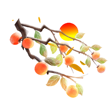 霜降节气树枝树叶叶子柿子水果果实