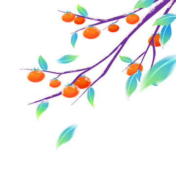 霜降节气柿子果实水果树枝树叶