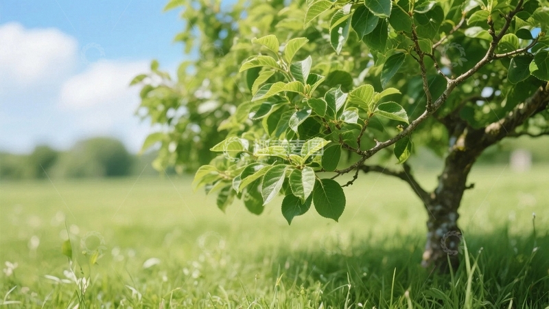 高清大图下载【趣麦麦图】绿意盎然的树07