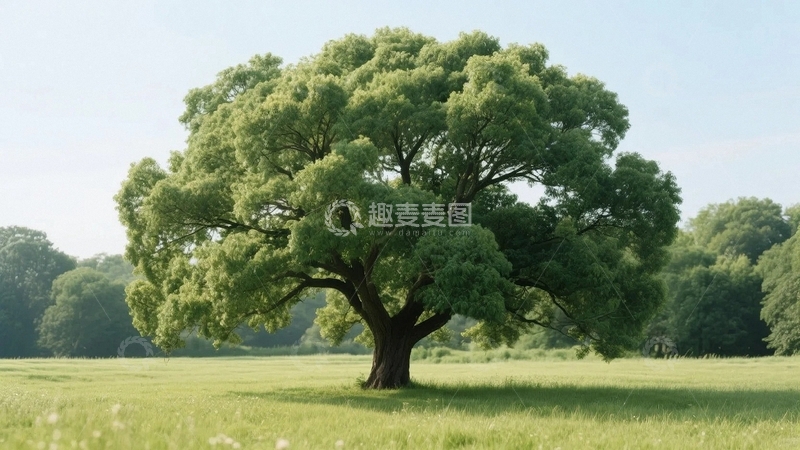 高清大图下载【趣麦麦图】绿意盎然的树02