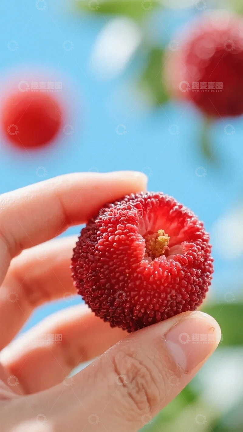 高清大图下载【趣麦麦图】熟透了的杨梅03