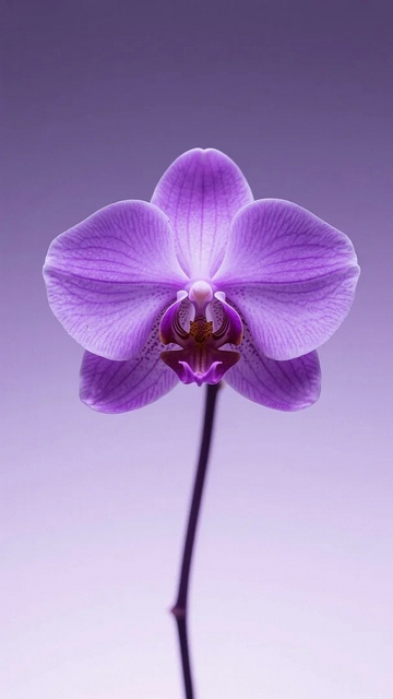 淡紫色的蝴蝶兰05