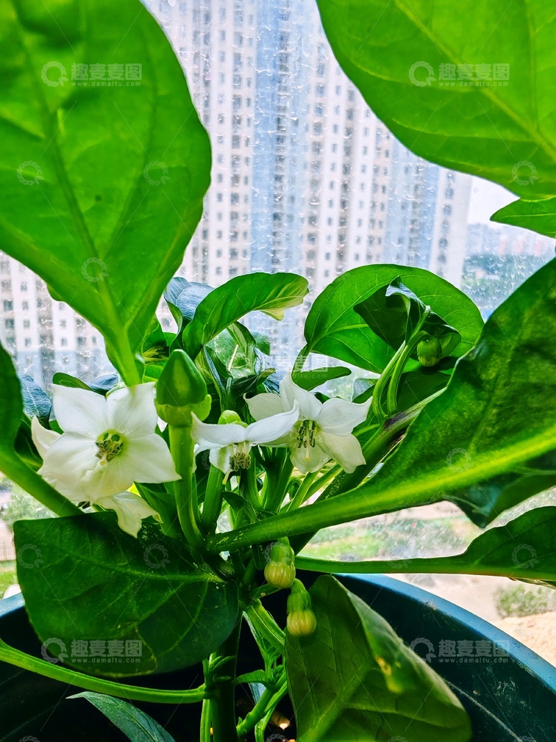 高清大图下载【趣麦麦图】路边的小绿植3