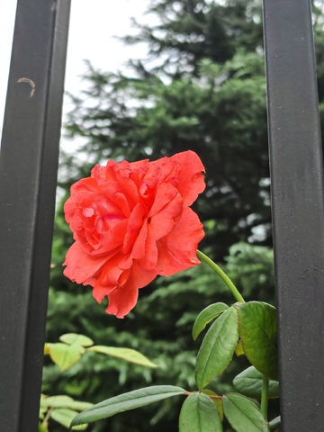 路边，小绿植，绿叶，植物，