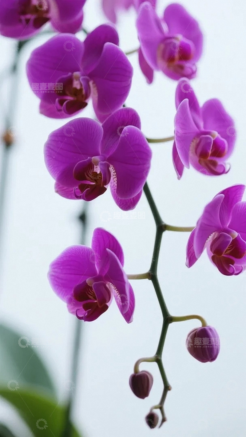 高清大图下载【趣麦麦图】淡紫色的蝴蝶兰04