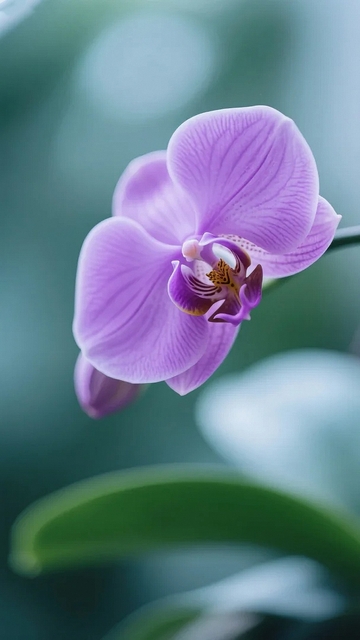 淡紫色的蝴蝶兰03