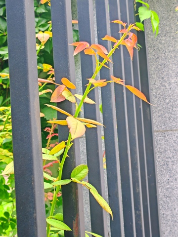 路边，小绿植，绿叶，