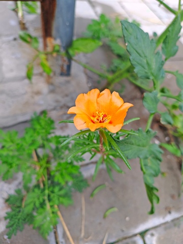 路边，小绿植，绿叶，植物，城市，