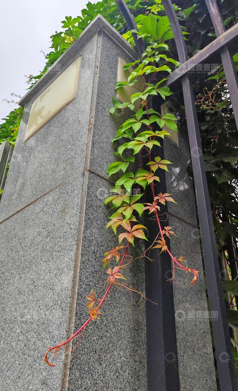 高清大图下载【趣麦麦图】绿化带的绿植