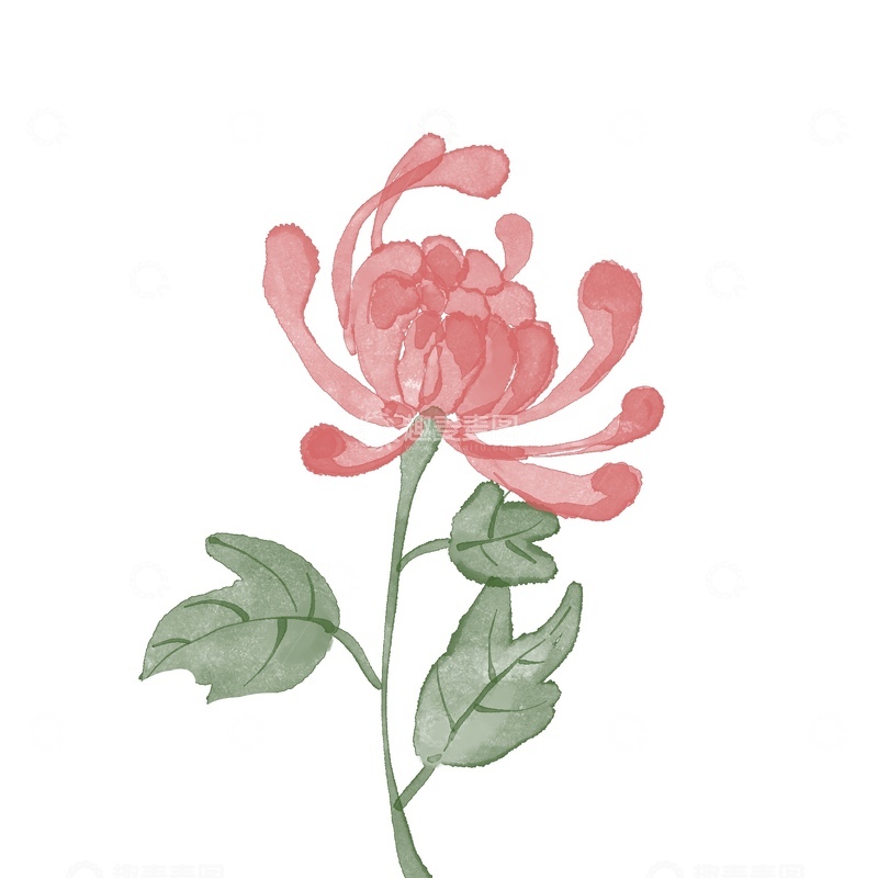 源文件下载【趣麦麦图】国风植物菊花免抠元素